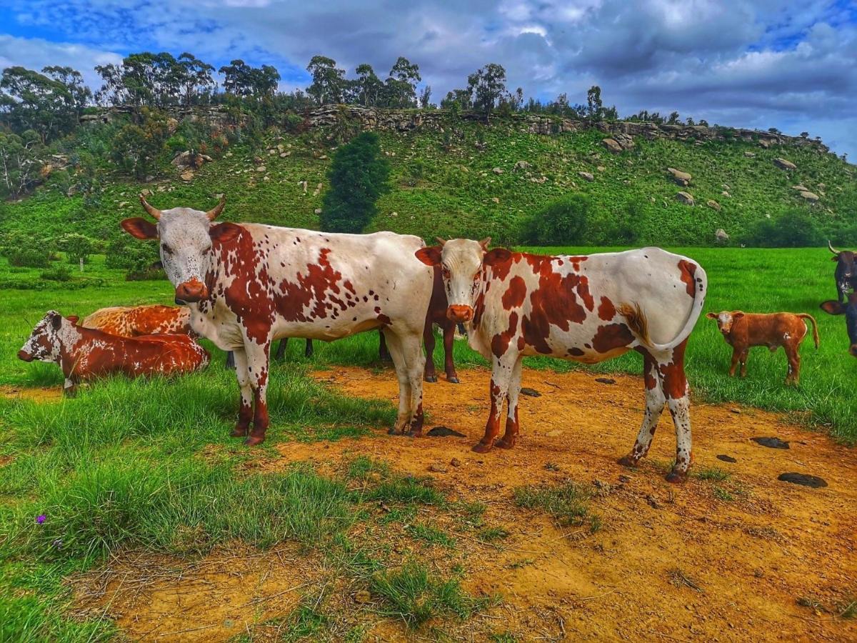 Oban Historical Guest Farm Villa Van Reenen ภายนอก รูปภาพ
